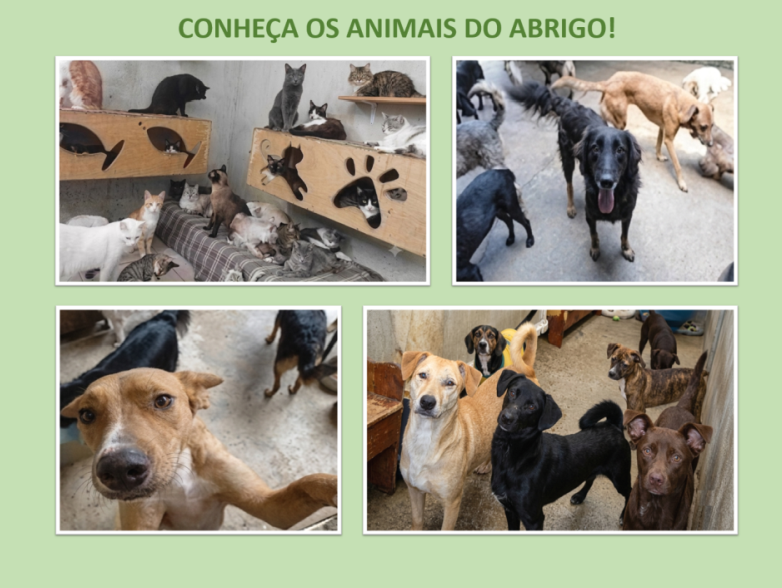Conheça os animais do abrigo
