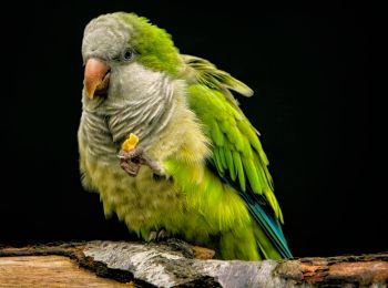 Animal 06