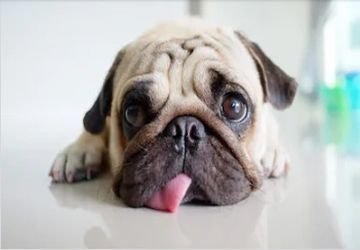 Animal 09