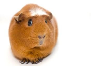 Animal 14